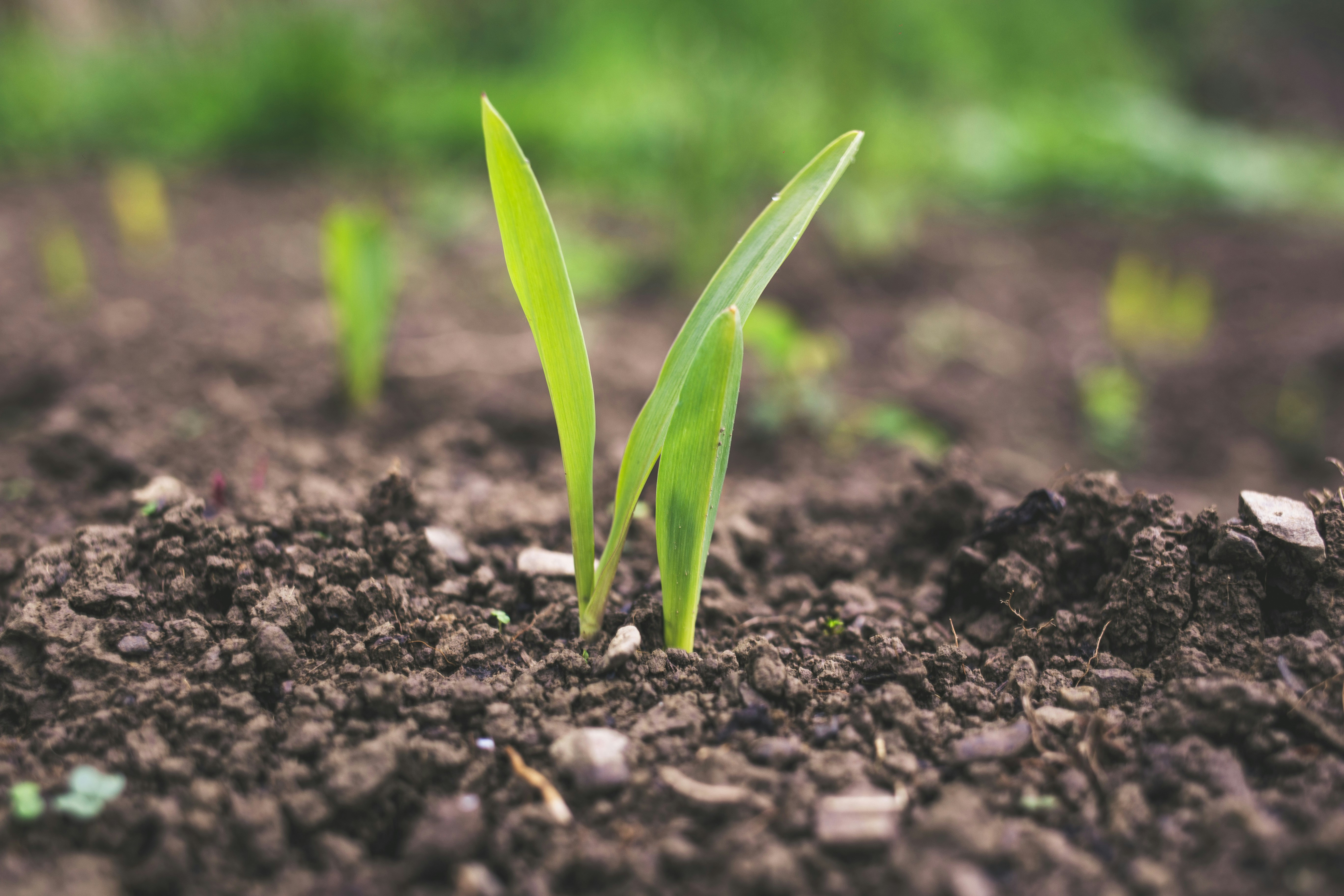A young plant emerges from the soil — representing the synergy between nature, cultivation, and clean energy.