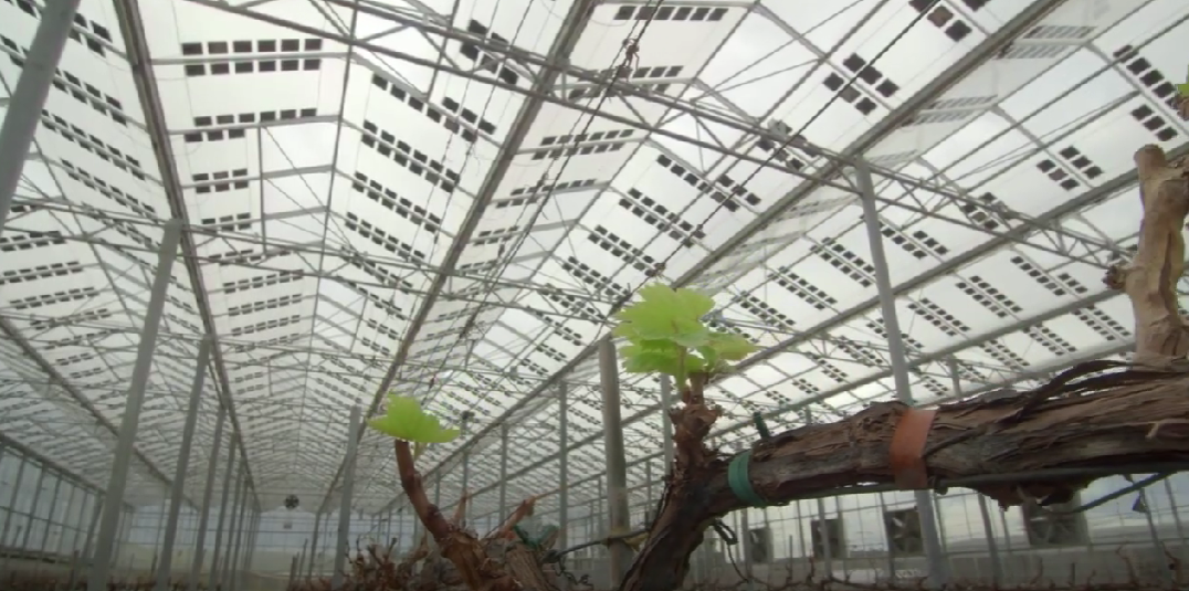 Semi-transparent panels by Brite Solar installed at the Tsantalis greenhouse – the company’s first agrivoltaic project in Greece.